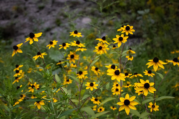 yellow flowers in the garden