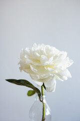 Closeup of beautiful white rose flower in vase on grey background with copy space