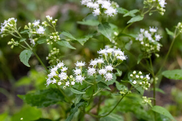 white flowers in the garden