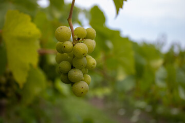 grapes on vine