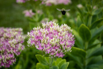bee on a flower