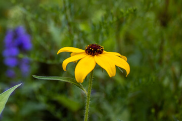 bee on flower