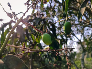 A mango is an edible stone fruit produced by the tropical tree Mangifera indica which is believed to have originated from the region between northwestern Myanmar, Bangladesh, and northeastern India.