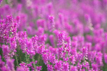 桃色の美しいカルーナ