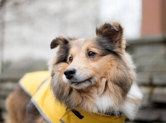 one small puppy collie dog wearing a yellow coat in the park posing for the camera