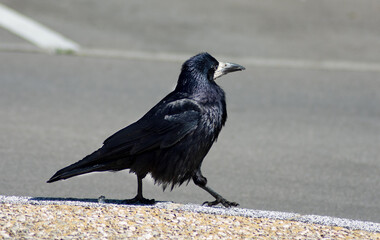 corbeau © Hechavarria