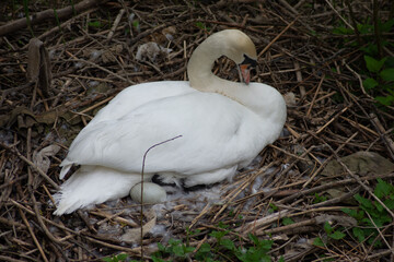 cygne
