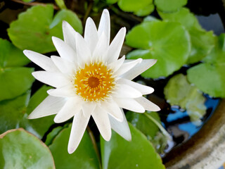 Close-up of white lotus flower with its yellow pollen in full blooming.