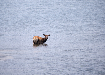 Elk also known as Wapiti cooling off in a Rocky Mountain Pond due to the heat