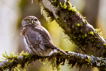 pygmy owl looking fierce on his branch
