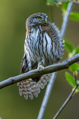 northern pygmy owl stretching a wing