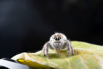 Jumping spider Hyllus diardi is a species of spider that belongs to the family Salticidae. This species is also part of the genus Hyllus and the Araneae order