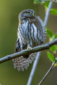 Northern Pygmy Owl Stretching A Wing