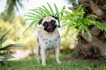 one pug dog wearing clothes posing for the camera with the tongue out in the park