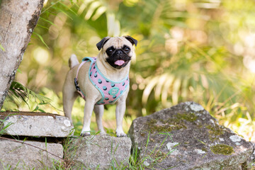 one pug dog wearing clothes posing for the camera with the tongue out in the park