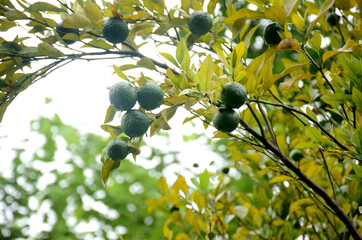 closeup the bunch ripe green orange with leaves and branch in the garden over out of focus green white background.