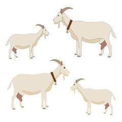 Adult realistic white grey goat with horns and dairy udder. Isolated c with and without outline with bell collar with cartoon eyes
