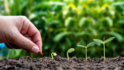 Planting plants in soil in order of germination or plant growth and hand planting plants in soil...