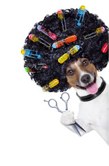hairdresser   dog