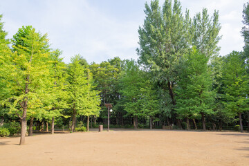 the scenery of trees with green and yellow leaves, and brown ground in summer public park of setagaya