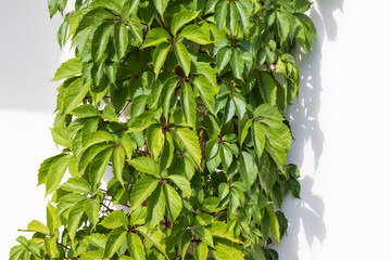 Virginia creeper or five-leaved ivy (Parthenocissus quinquefolia) on a white house wall