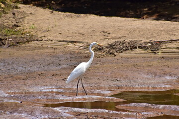 Great White Egret