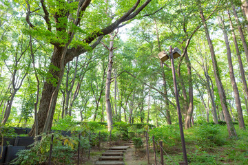 empty stairs surrounded by summer forest in public park of setagaya