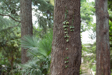 ivy on the tree trunk in komaba park, tokyo