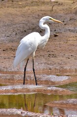 Great White Egret