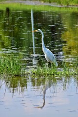 Great White Egret