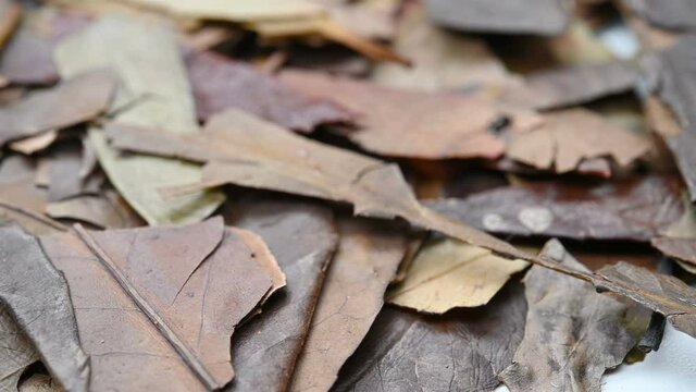angle view herb SiJiQing or Ilicis Chinensis Folium or Purple flower Holly Leaf rotating