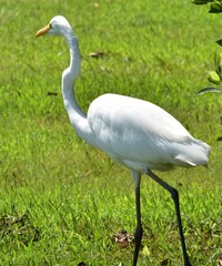 Great White Egret