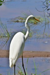 Great White Egret