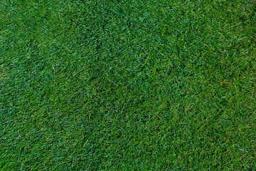 Natural grass in a golf field top view 