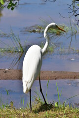 Great White Egret