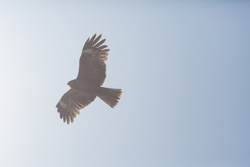 big black kite flying in the blue sky in shichirigahama, kamakura