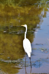 Great white heron