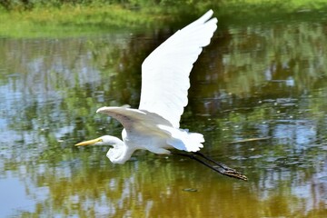 Great white heron