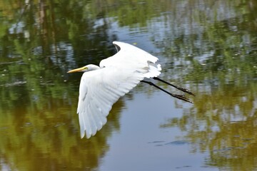 Great white heron