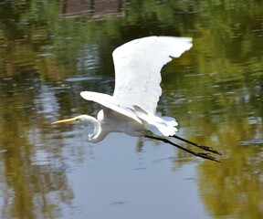 Great white heron