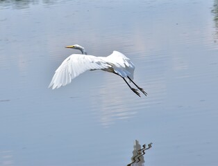Great white heron
