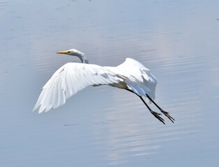 Great white heron