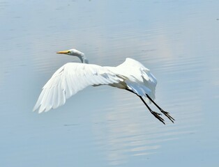 Great white heron