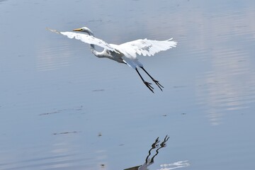 Great white heron