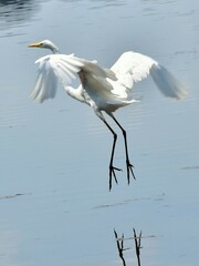 Great white heron