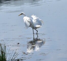 Great white heron
