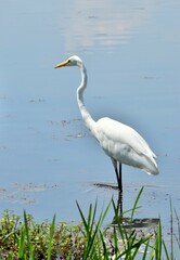 Egret at the lake