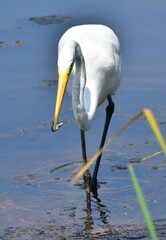 bird, egret, heron, water, white, nature, animal, wildlife, beak, lake, wild, birds, great, snowy egret, little, snowy, great egret, florida, feathers, marsh, egretta, sea, outdoors, pond, fish