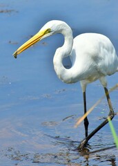 bird, egret, heron, water, white, nature, animal, wildlife, beak, lake, wild, birds, great, snowy egret, little, snowy, great egret, florida, feathers, marsh, egretta, sea, outdoors, pond, fish