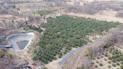 Avocado trees in the drought
